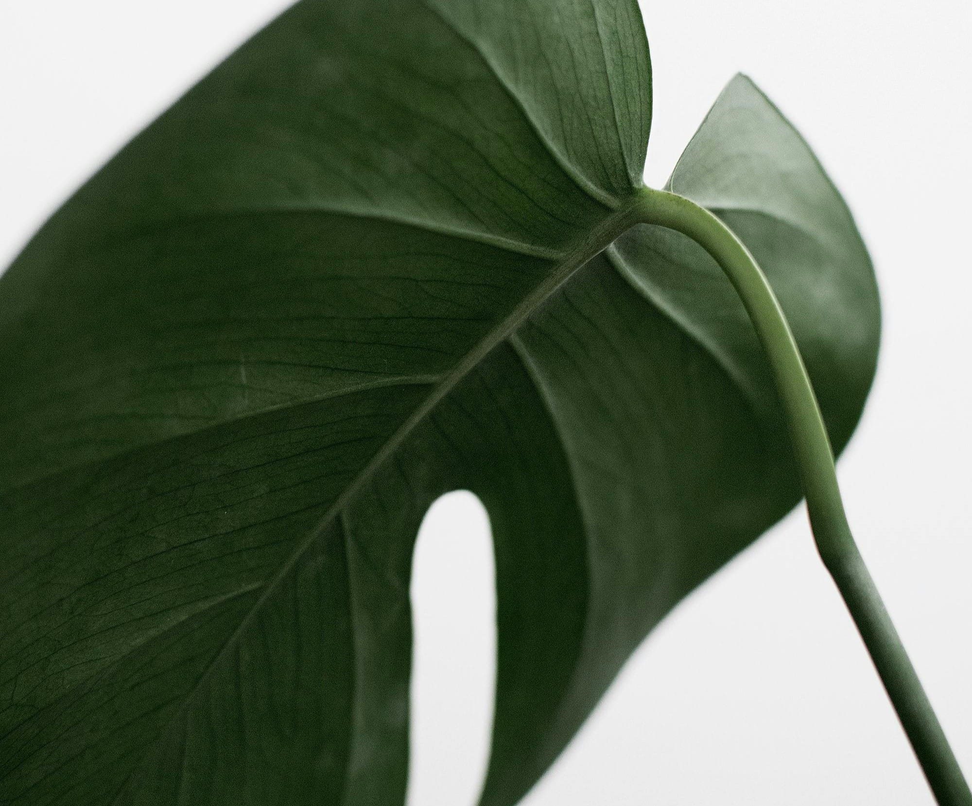 Carbon Quantified Edition XXXII: Changing Dynamics of VCM & May 2024 Update