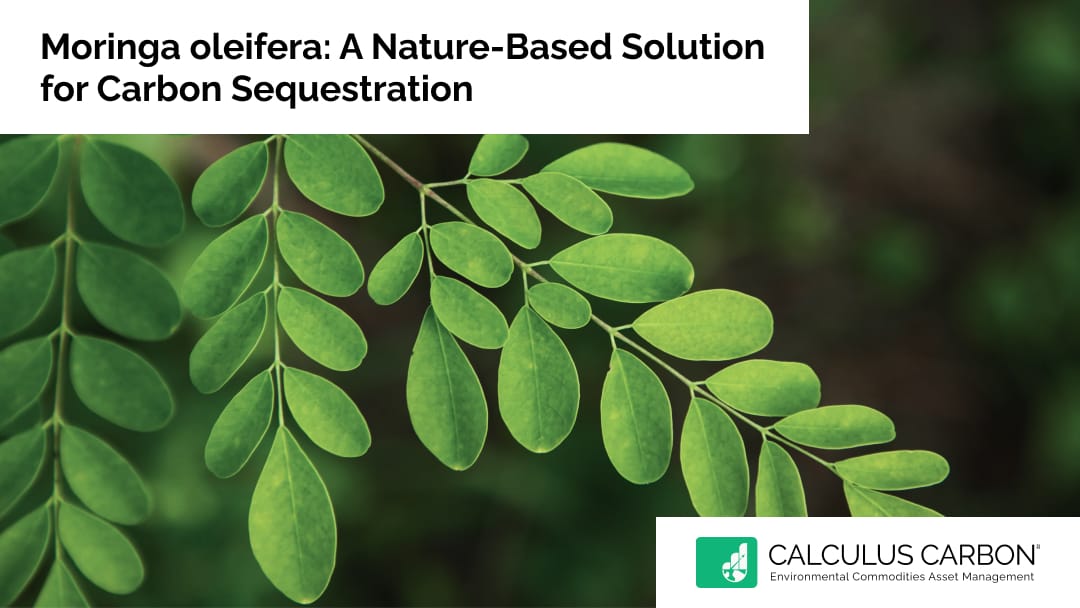 Moringa oleifera: A Nature-Based Solution for Carbon Sequestration