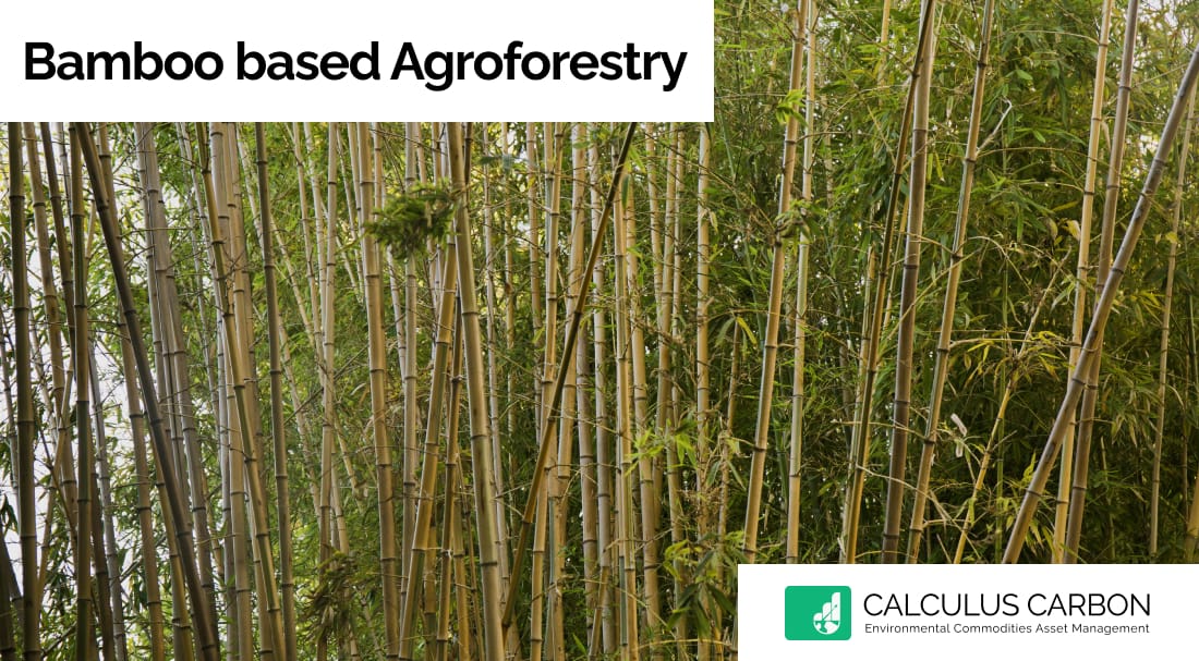 Bamboo based Agroforestry
