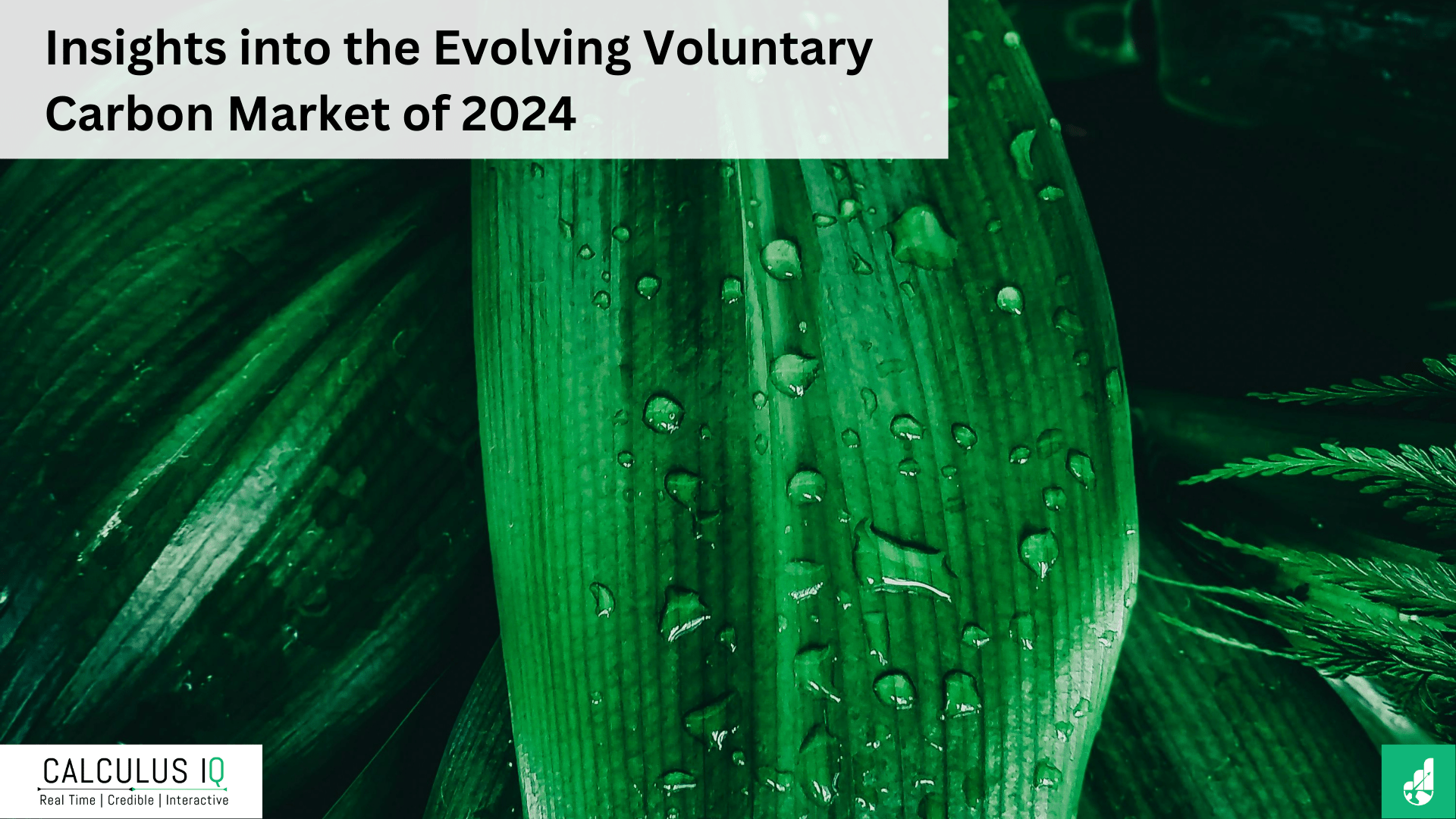 Insights into the Evolving Voluntary Carbon Market of 2024