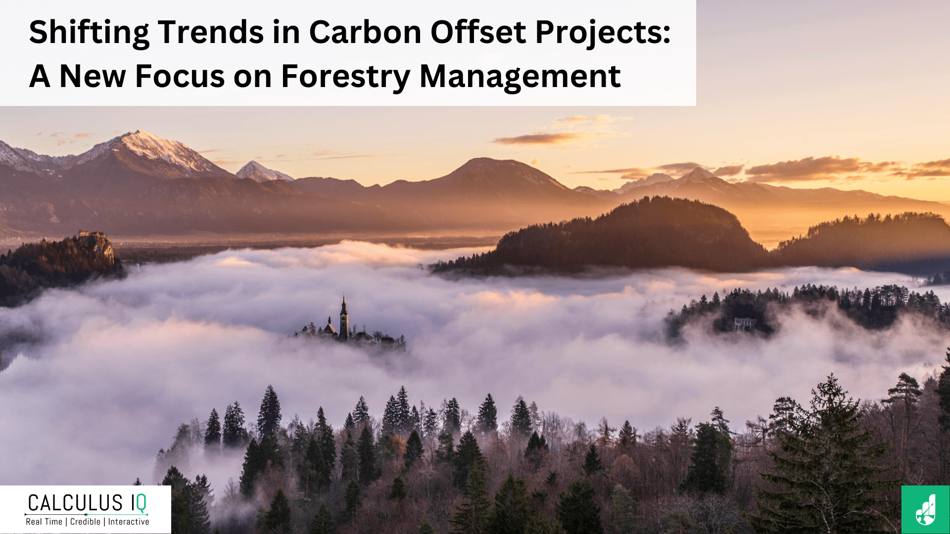 Shifting Trends in Carbon Offset Projects: A New Focus on Forestry Management