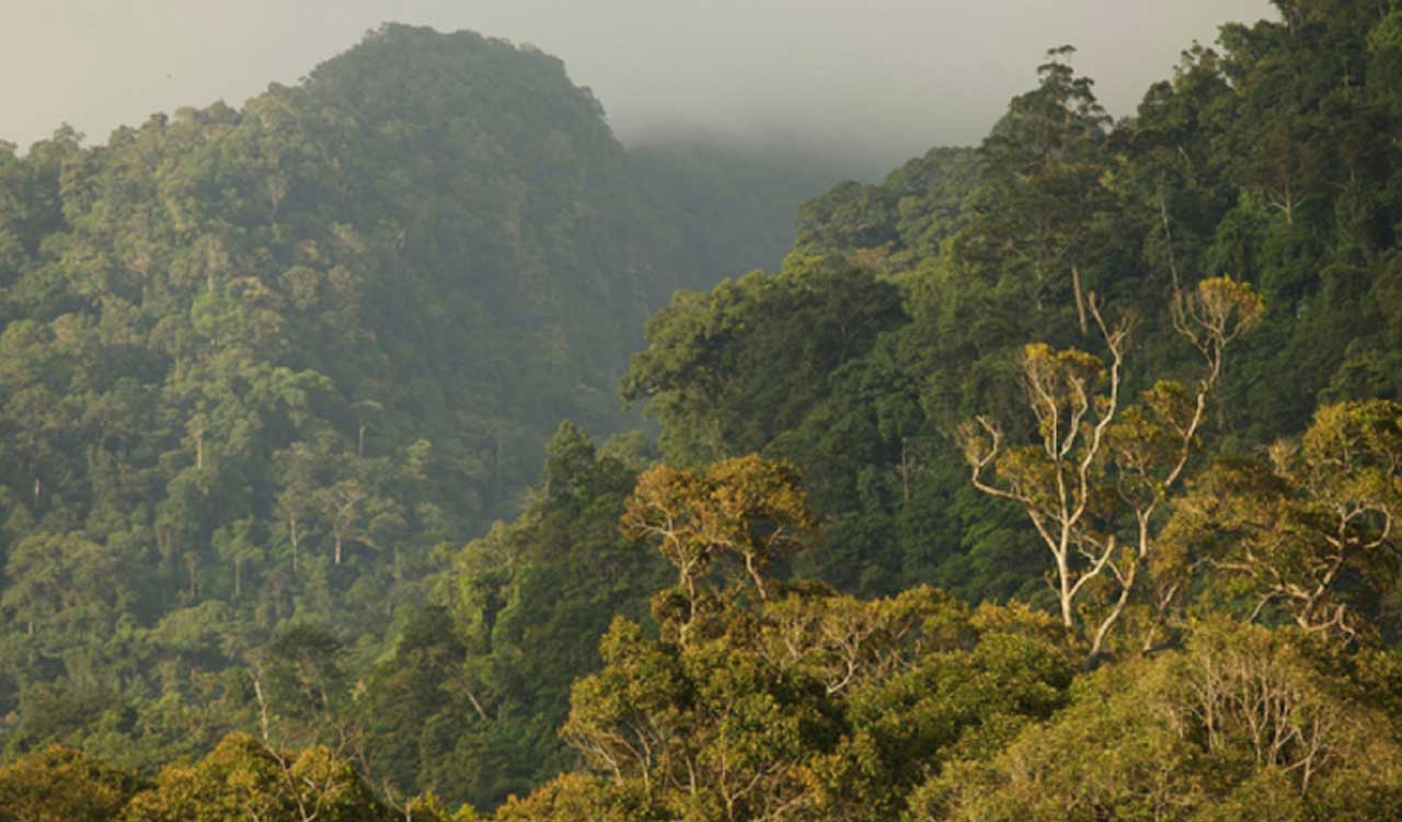 Opportunities for the development of Carbon Projects in Indonesia